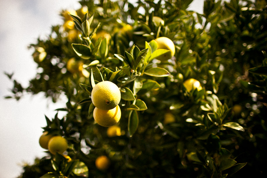 December Goals | Ripening Oranges